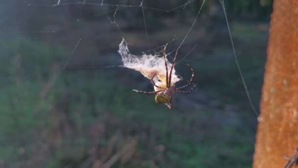 Păianjen Galben Grădină Sacul Agățat Web — Videoclip de stoc