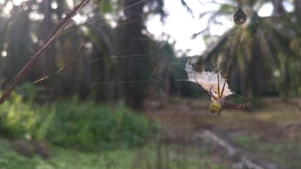 Laba Laba Kebun Kuning Dan Kantung Telur Tergantung Web — Stok Video