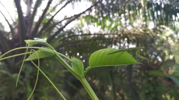 ニンフ マンティス緑の葉の上に虫が休んでいる — ストック動画