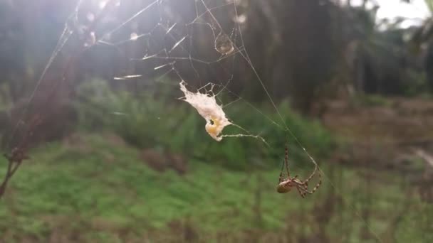 Araignée Jardin Jaune Sac Oeuf Accroché Sur Toile — Video
