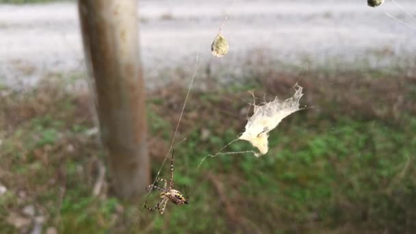 Žlutý Zahradní Pavouk Vaječný Vak Visící Pavučině — Stock video