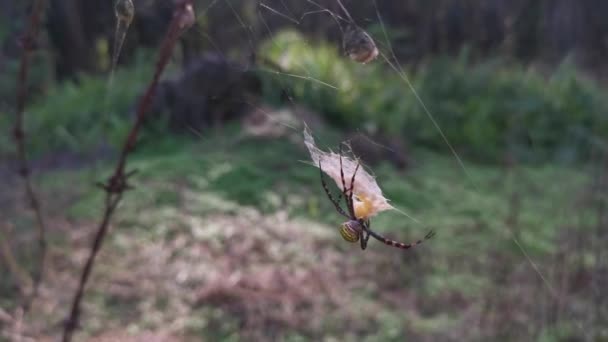 Žlutý Zahradní Pavouk Vaječný Vak Visící Pavučině — Stock video