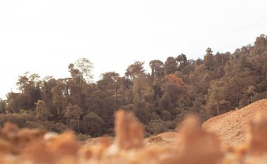 Ormanların tahrip edilmesi ve toprak madenciliği nedeniyle terk edilmiş arazinin çevresindeki manzara..