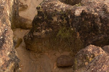 Ormanların tahrip edilmesi ve toprak madenciliği nedeniyle terk edilmiş arazinin çevresindeki manzara..