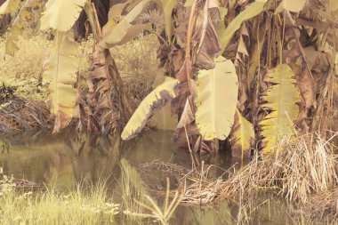 Şiddetli yağmurdan sonra muz ağacını çevreleyen su basmış çiftlik.