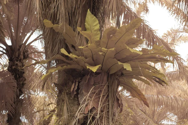the wild bird\'s nest fern growing on oil palm trunk
