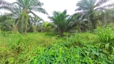 the bushy tropical environment vegetation into the oil palm plantation.  