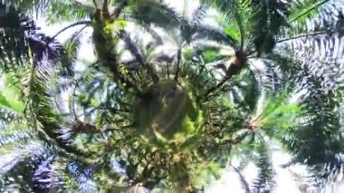 the adventurous man hiking into the oil palm plantation pathway