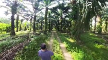 the adventurous man hiking into the oil palm plantation pathway
