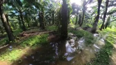 the adventurous man hiking into the oil palm plantation pathway