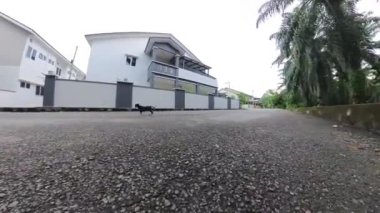 one black lonely puppy around the wood