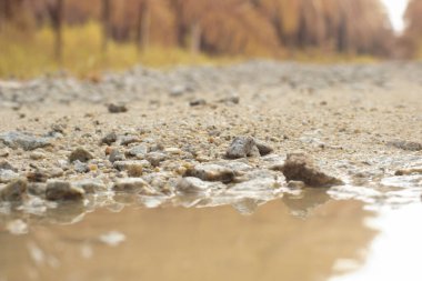 low-angle shots of gravel puddle pathway in the plantation.