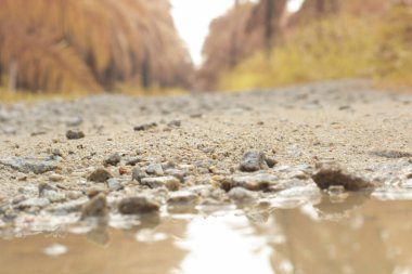 low-angle shots of gravel puddle pathway in the plantation.