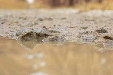 low-angle shots of gravel puddle pathway in the plantation.