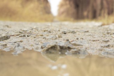 low-angle shots of gravel puddle pathway in the plantation.