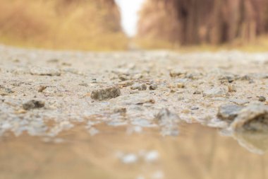 low-angle shots of gravel puddle pathway in the plantation.