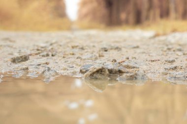 low-angle shots of gravel puddle pathway in the plantation.