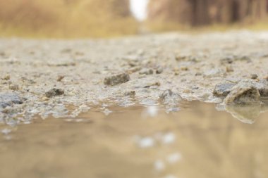 low-angle shots of gravel puddle pathway in the plantation.