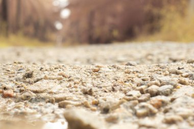 low-angle shots of gravel puddle pathway in the plantation.