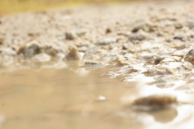 low-angle shots of gravel puddle pathway in the plantation.