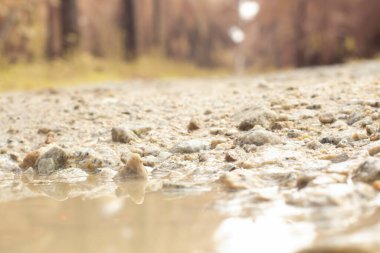 low-angle shots of gravel puddle pathway in the plantation.