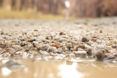 low-angle shots of gravel puddle pathway in the plantation.