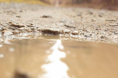 low-angle shots of gravel puddle pathway in the plantation.