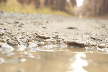 low-angle shots of gravel puddle pathway in the plantation.