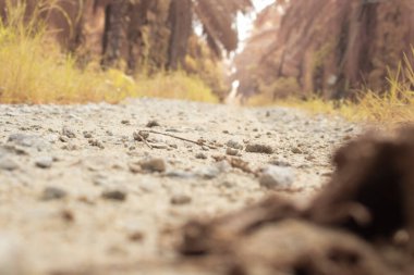 low-angle shots of gravel puddle pathway in the plantation.