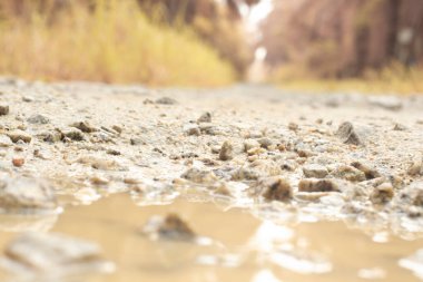 low-angle shots of gravel puddle pathway in the plantation.
