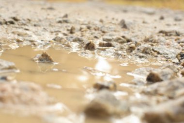 low-angle shots of gravel puddle pathway in the plantation.
