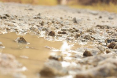 low-angle shots of gravel puddle pathway in the plantation.