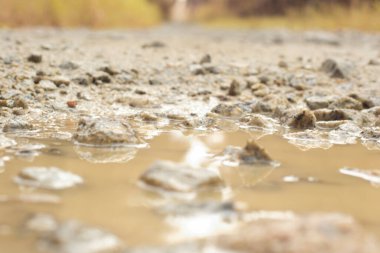 low-angle shots of gravel puddle pathway in the plantation.
