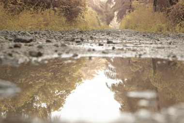 low-angle shots of gravel puddle pathway in the plantation.