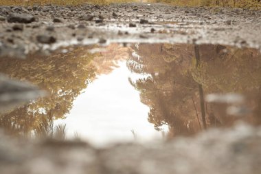 low-angle shots of gravel puddle pathway in the plantation.