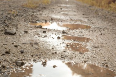 low-angle shots of gravel puddle pathway in the plantation.