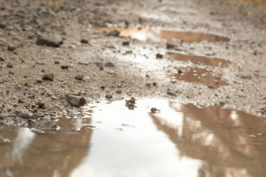 low-angle shots of gravel puddle pathway in the plantation.