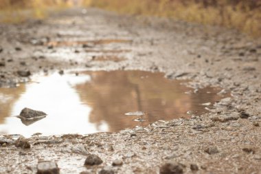 low-angle shots of gravel puddle pathway in the plantation.