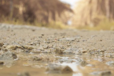 low-angle shots of gravel puddle pathway in the plantation.