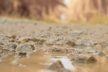 low-angle shots of gravel puddle pathway in the plantation.