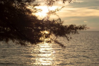 infrared image of the tree branches haning out with sunset sky background.
