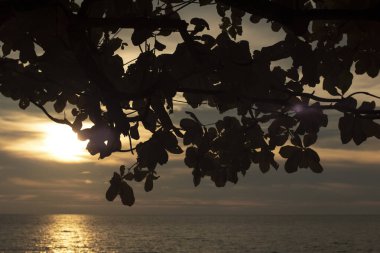 infrared image of the tree branches haning out with sunset sky background.