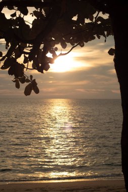 infrared image of the tree branches haning out with sunset sky background.