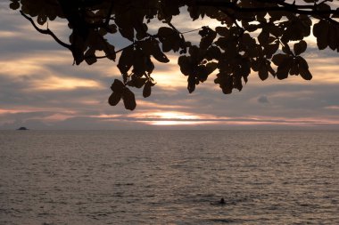 infrared image of the tree branches haning out with sunset sky background.