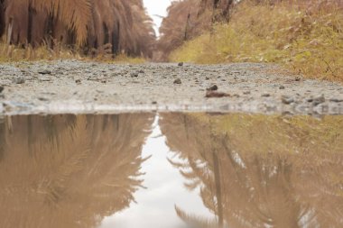 low-angle shots of gravel puddle pathway in the plantation.