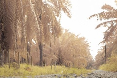low-angle shots of rocky gravel pathway in the plantation.