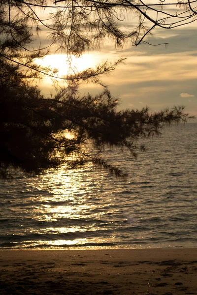 infrared image of the tree branches haning out with sunset sky background.