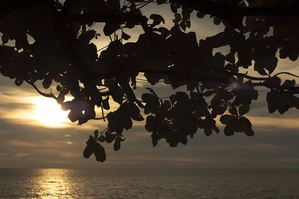 infrared image of the tree branches haning out with sunset sky background.