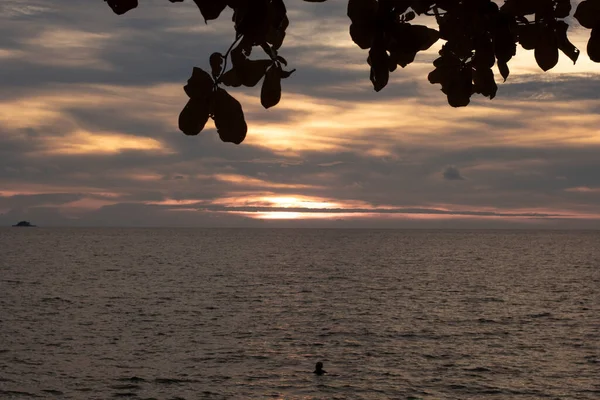 infrared image of the tree branches haning out with sunset sky background.