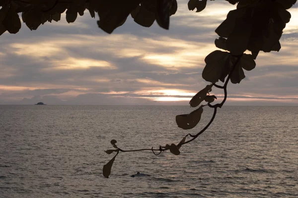 夕焼け空を背景に枝の赤外線画像 — ストック写真